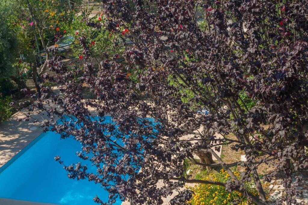 Villa Manolisハニア エクステリア 写真